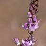 Fotografia 5 da espécie Scilla autumnalis do Jardim Botânico UTAD