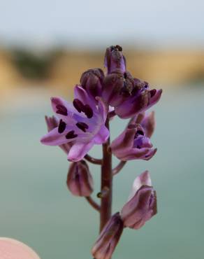 Fotografia 6 da espécie Scilla autumnalis no Jardim Botânico UTAD