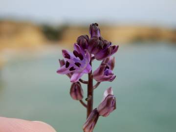 Fotografia da espécie Scilla autumnalis