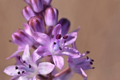 Fotografia da espécie Scilla autumnalis