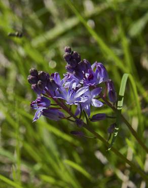 Fotografia 8 da espécie Scilla autumnalis no Jardim Botânico UTAD