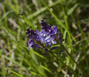 Fotografia da espécie Scilla autumnalis