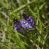 Fotografia 8 da espécie Scilla autumnalis do Jardim Botânico UTAD