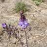 Fotografia 9 da espécie Scilla autumnalis do Jardim Botânico UTAD