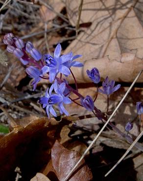 Fotografia 10 da espécie Scilla autumnalis no Jardim Botânico UTAD