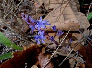 Fotografia da espécie Scilla autumnalis