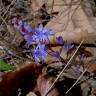 Fotografia 10 da espécie Scilla autumnalis do Jardim Botânico UTAD