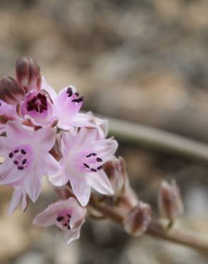 Fotografia 11 da espécie Scilla autumnalis no Jardim Botânico UTAD