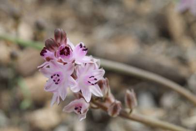 Fotografia da espécie Scilla autumnalis