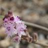 Fotografia 11 da espécie Scilla autumnalis do Jardim Botânico UTAD