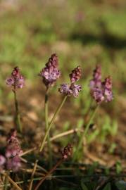 Fotografia da espécie Scilla autumnalis