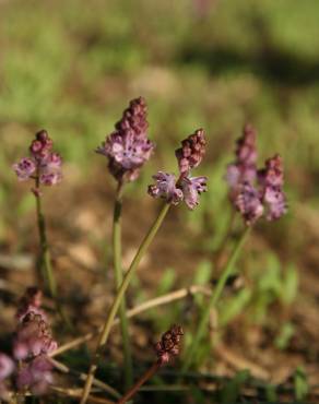 Fotografia 12 da espécie Scilla autumnalis no Jardim Botânico UTAD