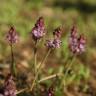 Fotografia 12 da espécie Scilla autumnalis do Jardim Botânico UTAD