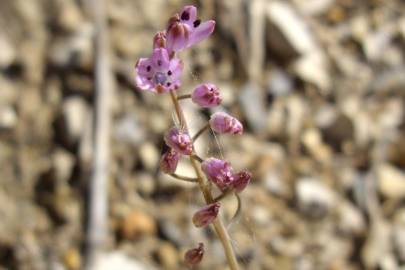 Fotografia da espécie Scilla autumnalis