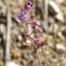 Fotografia 13 da espécie Scilla autumnalis do Jardim Botânico UTAD