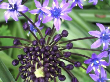 Fotografia da espécie Scilla peruviana