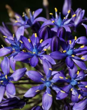 Fotografia 7 da espécie Scilla peruviana no Jardim Botânico UTAD