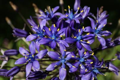 Fotografia da espécie Scilla peruviana