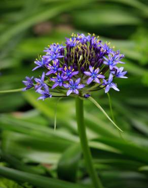 Fotografia 8 da espécie Scilla peruviana no Jardim Botânico UTAD