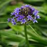 Fotografia 8 da espécie Scilla peruviana do Jardim Botânico UTAD