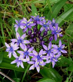 Fotografia da espécie Scilla peruviana