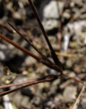 Fotografia 4 da espécie Scandix pecten-veneris no Jardim Botânico UTAD