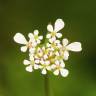 Fotografia 5 da espécie Scandix pecten-veneris do Jardim Botânico UTAD