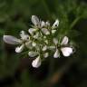 Fotografia 6 da espécie Scandix pecten-veneris do Jardim Botânico UTAD