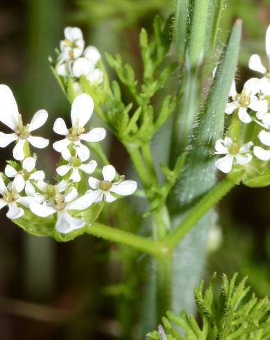 Fotografia de capa Scandix pecten-veneris - do Jardim Botânico