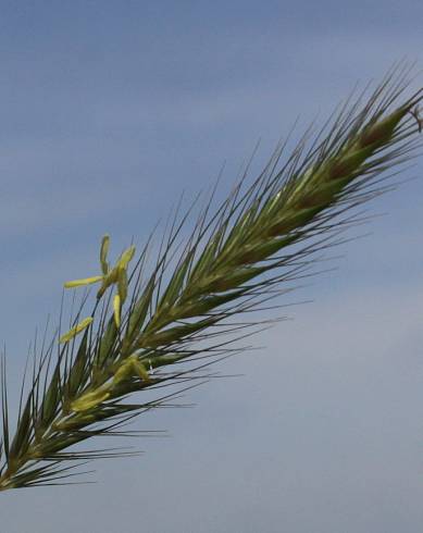 Fotografia de capa Hordeum secalinum - do Jardim Botânico