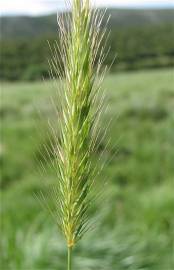 Fotografia da espécie Hordeum secalinum