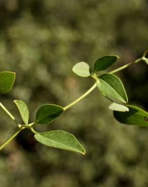 Fotografia 8 da espécie Clematis flammula no Jardim Botânico UTAD