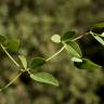 Fotografia 8 da espécie Clematis flammula do Jardim Botânico UTAD