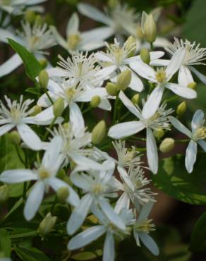 Fotografia 9 da espécie Clematis flammula no Jardim Botânico UTAD