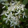 Fotografia 9 da espécie Clematis flammula do Jardim Botânico UTAD