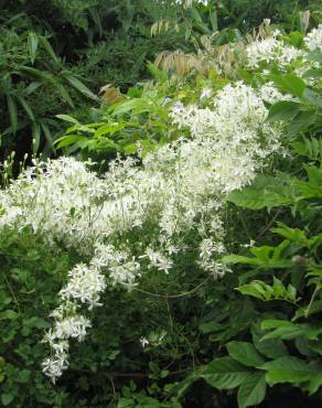 Fotografia 10 da espécie Clematis flammula no Jardim Botânico UTAD