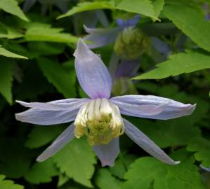 Fotografia da espécie Clematis alpina