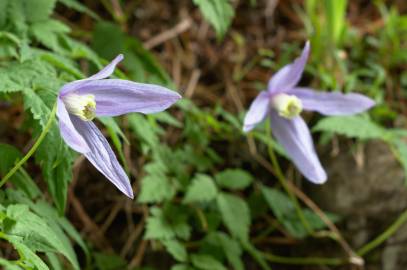 Fotografia da espécie Clematis alpina