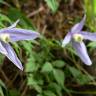 Fotografia 9 da espécie Clematis alpina do Jardim Botânico UTAD