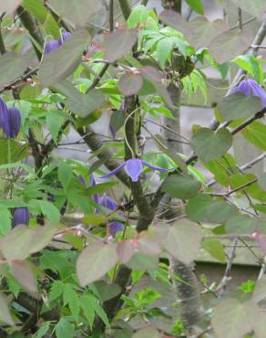 Fotografia 10 da espécie Clematis alpina no Jardim Botânico UTAD