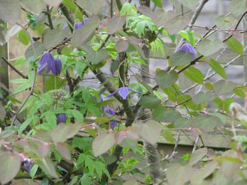 Fotografia da espécie Clematis alpina