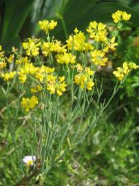 Fotografia da espécie Coronilla juncea