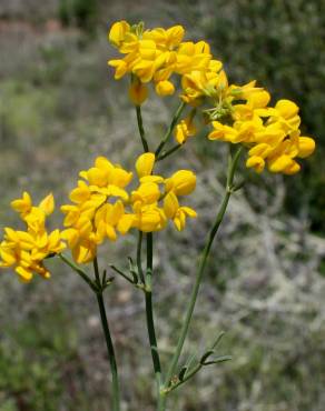 Fotografia 6 da espécie Coronilla juncea no Jardim Botânico UTAD