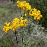 Fotografia 6 da espécie Coronilla juncea do Jardim Botânico UTAD