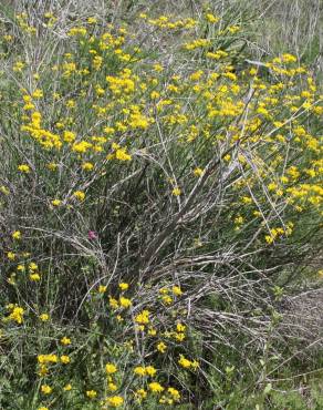 Fotografia 7 da espécie Coronilla juncea no Jardim Botânico UTAD