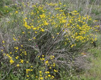 Fotografia da espécie Coronilla juncea