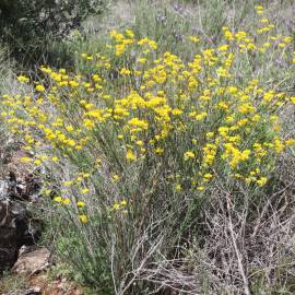 Fotografia da espécie Coronilla juncea