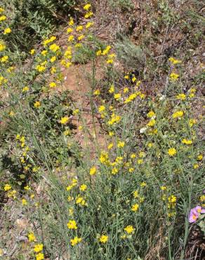 Fotografia 9 da espécie Coronilla juncea no Jardim Botânico UTAD