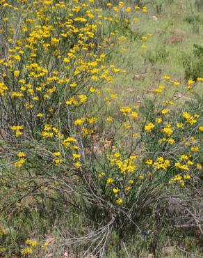 Fotografia 10 da espécie Coronilla juncea no Jardim Botânico UTAD