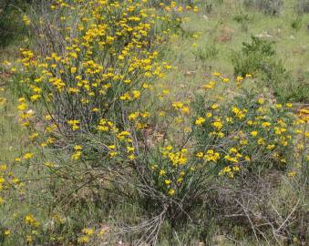 Fotografia da espécie Coronilla juncea